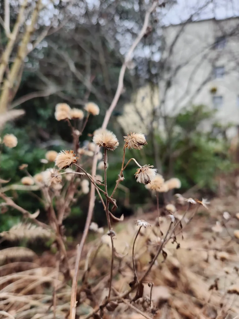 Vertrocknete Stauden und Samenstände im Winter, wichtige Rückzugsorte für Insekten und andere Gartentiere.