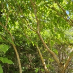 Felsenbirne (Amelanchier) mit lockerem Wuchs und grünem Laub – einheimischer Grossstrauch für naturnahe Gärten, mit ökologisch wertvollen Blüten und Früchten