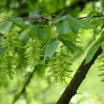 Zweig der Hainbuche (Carpinus betulus) mit grünen Fruchtständen – einheimisches Gehölz für naturnahe Hecken und strukturreiche Gärten