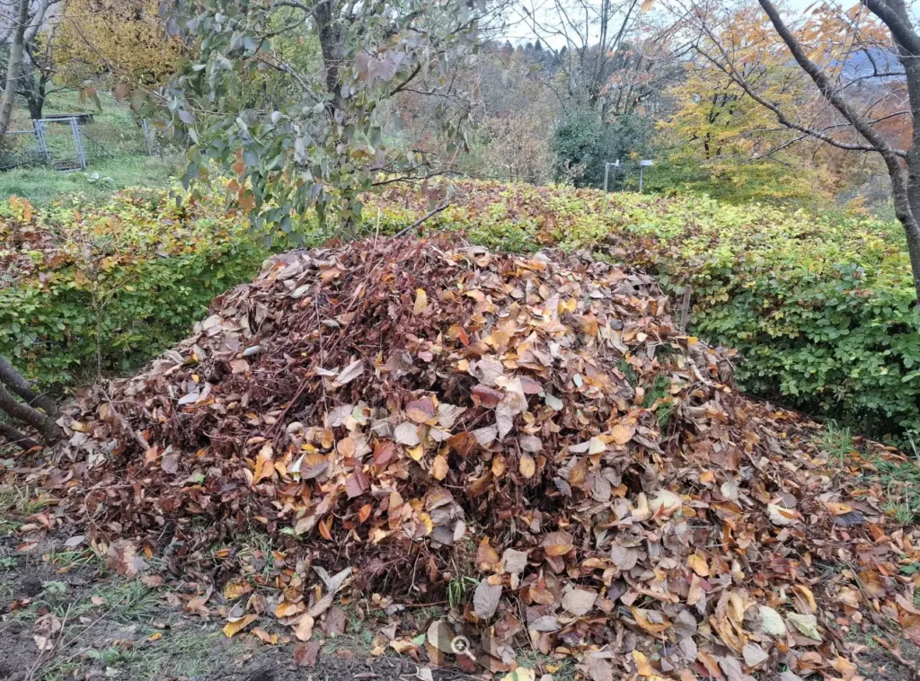 Laubhaufen im naturnahen Garten als Winterquartier für Igel, Insekten und andere Tiere.
