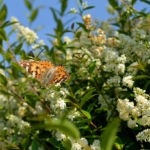 Blühender Ligusterstrauch (Ligustrum vulgare) mit Schmetterling – einheimische Heckenpflanze und Nahrungsquelle für Insekten