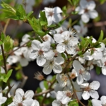 blühender Schwarzdorn