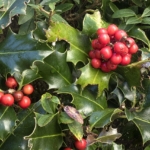 Stechpalme (Ilex aquifolium) mit roten Beeren und glänzenden, gezähnten Blättern – immergrüne, einheimische Heckenpflanze mit Winterwert für Vögel