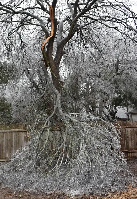 Baum mit starkem Sturmschaden im Winter, grosser abgebrochener Ast unter Eislast, typische Notfallsituation im Garten.
