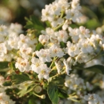 Blühender Weissdorn (Crataegus) mit weissen Blütendolden – einheimischer Strauch mit hohem Wert für Insekten und Vögel