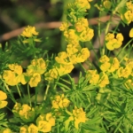Zypressen-Wolfsmilch-Euphorbia-cyparissias