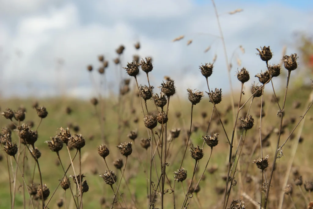 Vertrocknete Staudenstängel mit Samenständen im Spätherbst, wichtige Überwinterungsstrukturen für Insekten und andere Tiere im naturnahen Garten.