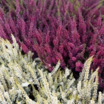 „Calluna vulgaris (Besenheide) in Weiss und Pink – beliebte Herbstpflanze für nachhaltige Deko in der Schweiz.“