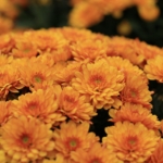 „Orange Chrysanthemen als typische Herbstblumen – beliebt für nachhaltige Blumendeko vor der Haustür in der Schweiz.“