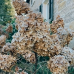 Getrocknete Hortensienblüten – natürliche Herbstdeko und beliebtes Material für nachhaltige Kränze in der Schweiz.