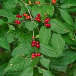 Gemeine Heckenkirsche (Lonicera xylosteum) mit roten Beeren und grünen Blättern – einheimisches Wildgehölz für naturnahe Gärten