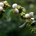 Schneebeerenzweig mit weissen Früchten – natürliche Herbstdeko und wichtige Nahrungsquelle für Vögel in der Schweiz