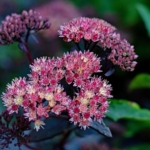 Rote Fetthenne (Sedum telephium) mit dichten, rötlichen Blütenständen – spätsommerliche Bienenweide für naturnahe und trockenheitsverträgliche Gärten
