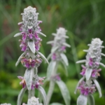 Woll-Ziest (Stachys byzantina) mit silberfarbenen Blättern und violetten Blüten – wertvolle Staude für naturnahe und trockenheitsverträgliche Gärten