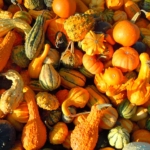 Bunte Zierkürbisse in verschiedenen Formen und Farben – klassische Herbstdeko für Eingangsbereiche in der Schweiz.